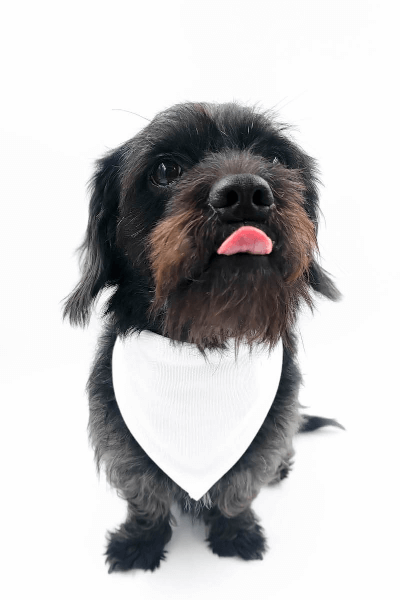Hunde Bandana individuell Bedrucken