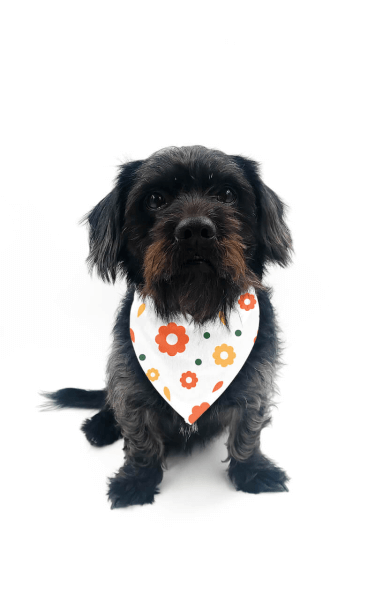 Hundehalstuch Bedrucken mit Klettverschluss 38 - 45 cm