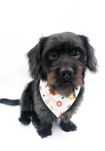 Hunde Bandana selbst Designen mit Klettverschluss 45 - 60 cm