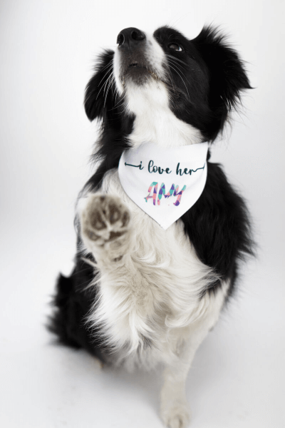 Hunde Bandana Bedrucken mit Klettverschluss 32 - 38 cm