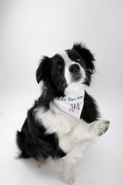 Hundehalstuch Bedrucken mit Klettverschluss 38 - 45 cm