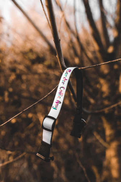 Hundehalsband Bedrucken mit Stabilem Verschlussclip (M)