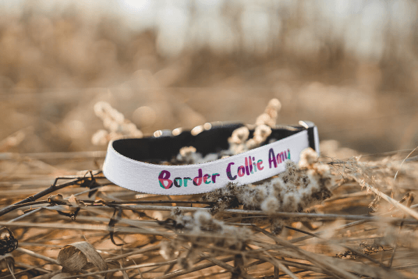 Hundehalsband Bedrucken mit Stabilem Verschlussclip (M)